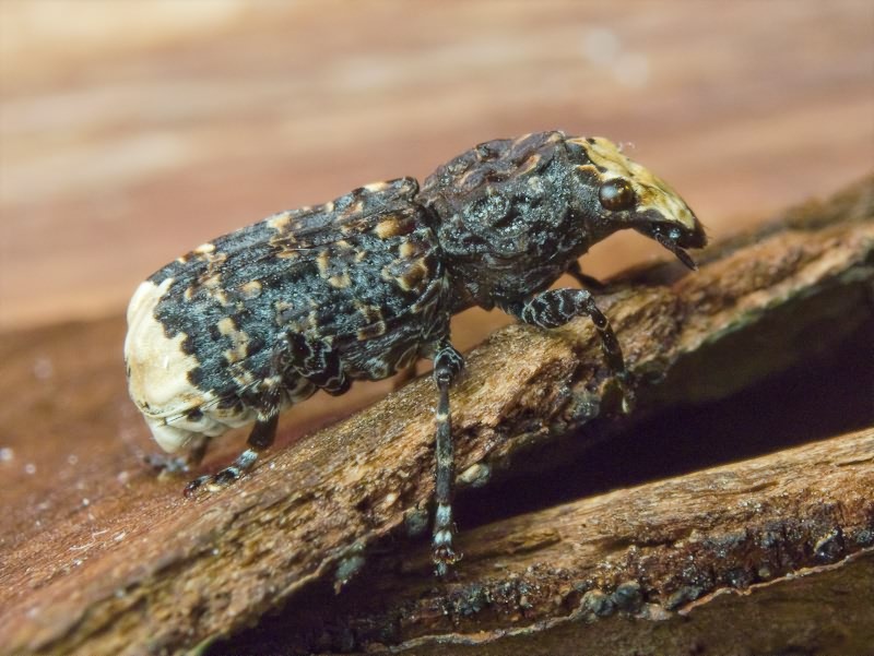 Platyrhinus resinosus (Scopoli, 1763)